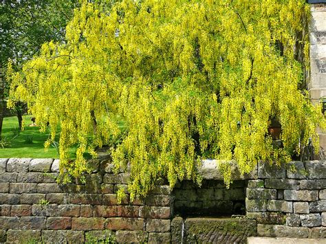 Spring and laburnum | Swallowshaw, near Todmorden | Tim Green | Flickr