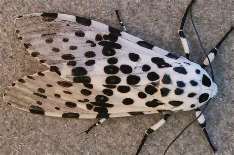 James McNamara: Photography: Giant Leopard Moth