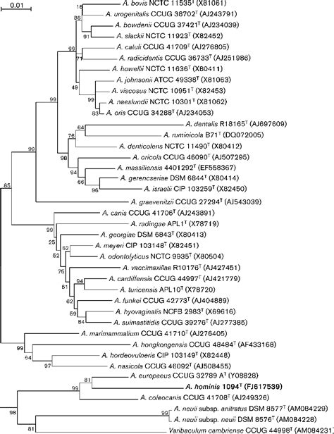 Actinomyces europaeus | Semantic Scholar