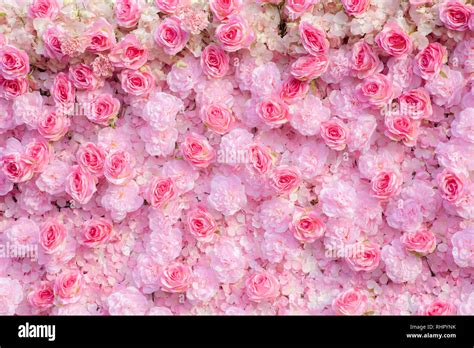 Pink roses background / Pink roses wallpaper Stock Photo - Alamy