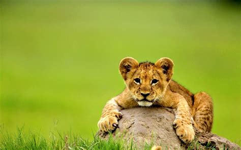 Hintergrundbilder Tierbabys / Desktop Hintergrundbilder Serval Grosse Katze Jungtiere Gras Ein ...