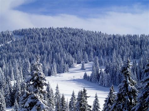 Kopaonik, Serbia | Serbia travel, Serbia, Serbia and montenegro