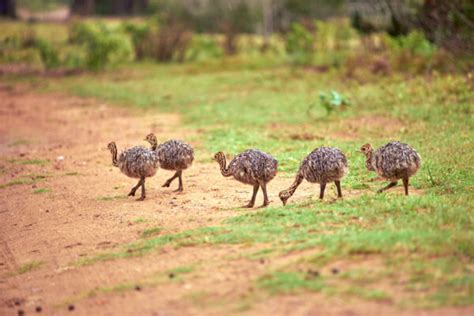 Emu Farming: An In-Depth Guide on Raising Emus