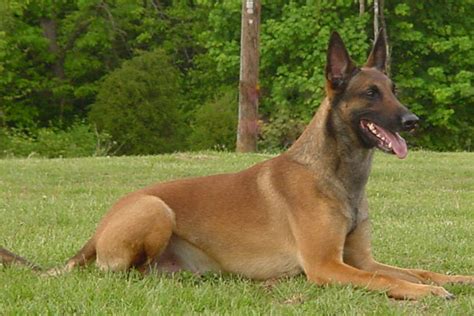 Belgian Shepherd Malinois Pictures and Reviews | Dog breeds and Puppies ...