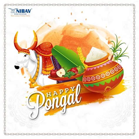 happy pongal greeting card with bull and pot full of food on white ...