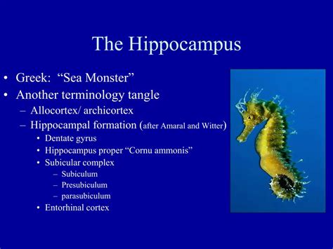 PPT - Olfactory system, Amygdala and Hippocampus PowerPoint ...