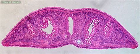 Class Turbellaria - Zoology Phyla