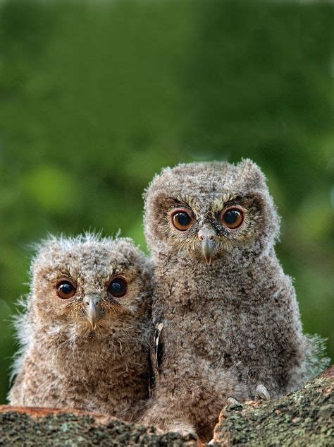 Bébés hiboux ~ Baby owls | Owl