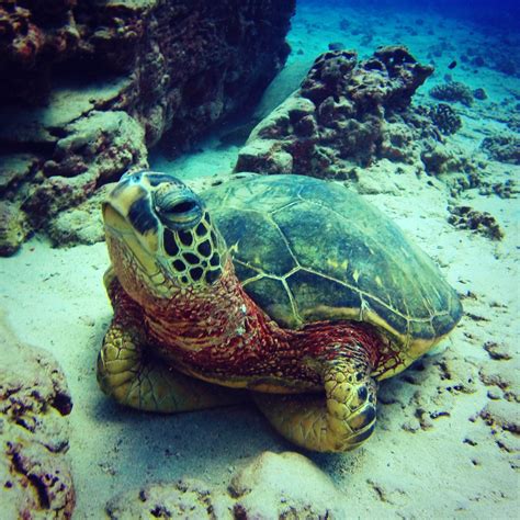 Grumpy Turtle (Nov 22) - Island Divers Hawaii