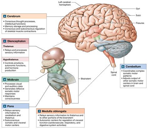 14.1: The brain develops four major regions: the cerebrum, cerebellum, diencephalon, and ...