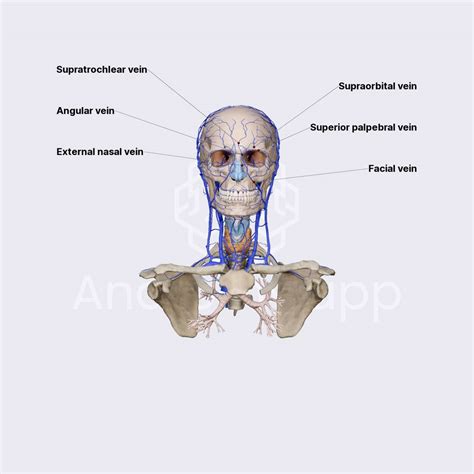 Angular vein | Veins of the head and neck | Head and Neck | Anatomy.app ...