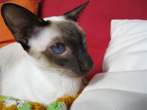 male chocolate point siamese Siamese Cats, Balinese, Feline, Breeds, Oriental, Exquisite, Kitty ...