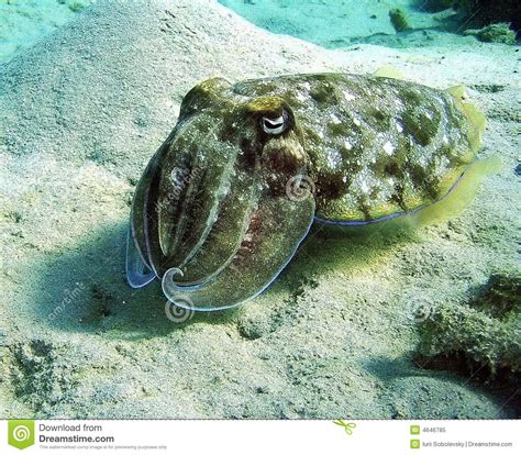 Cuttlefish stock image. Image of submarine, corals, cephalopoda - 4646785