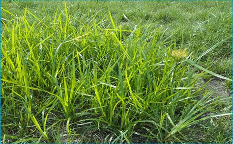 Nutsedge: Causes and How We Can Treat It - Fairway Green Inc.