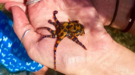 The Blue-Ringed Octopus: Tiny, Adorable, And Deceptively Lethal