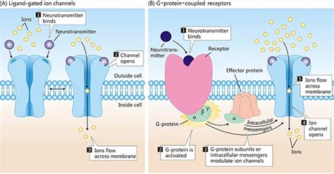 4 Types Of Receptors