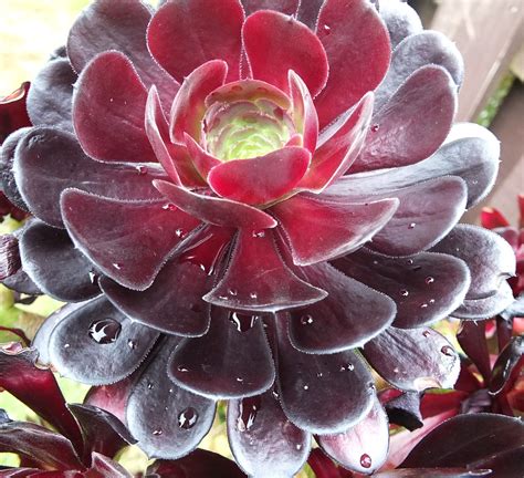 Red succulent | Red succulents, Succulents, Plant decor