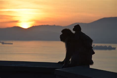 Getting The Most Out Of Visiting The Gibraltar Rock Monkeys | Look at ...