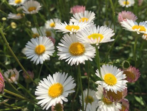 5 hot weather plants that thrive in a warm summer - The English Garden