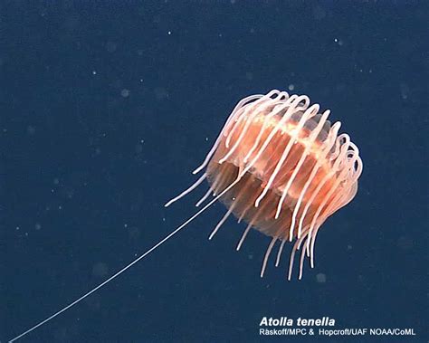 Atolla tenella, Arctic Ocean biodiversity