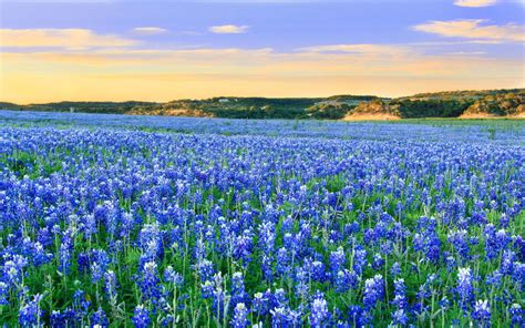 Burnet Bluebonnets Meadow Wallpapers - Wallpaper Cave