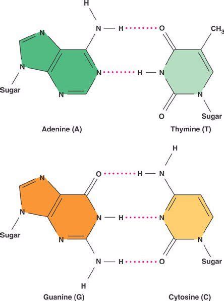 What are the nitrogen bases in a DNA molecule? | Socratic | Dna ...