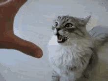 Mad Cat GIFs | Tenor