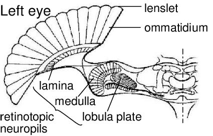 The blowfly's visual system 2 | Download Scientific Diagram