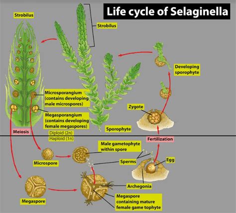 Selaginella: Tale of spikemosses : Plantlet