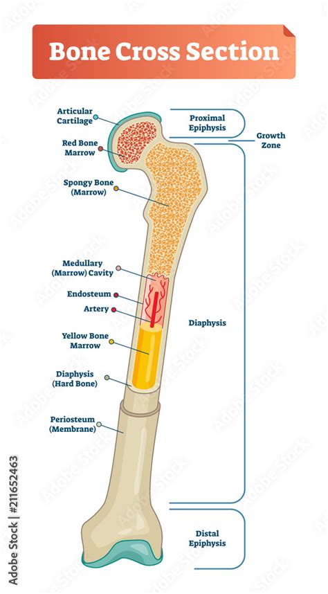 Vector illustration scheme of bone cross section. Diagram with ...