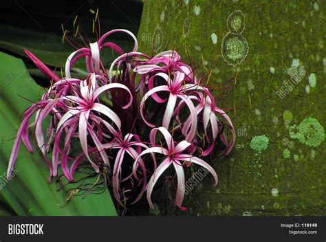 Giant Purple Spider Lily Image & Photo | Bigstock