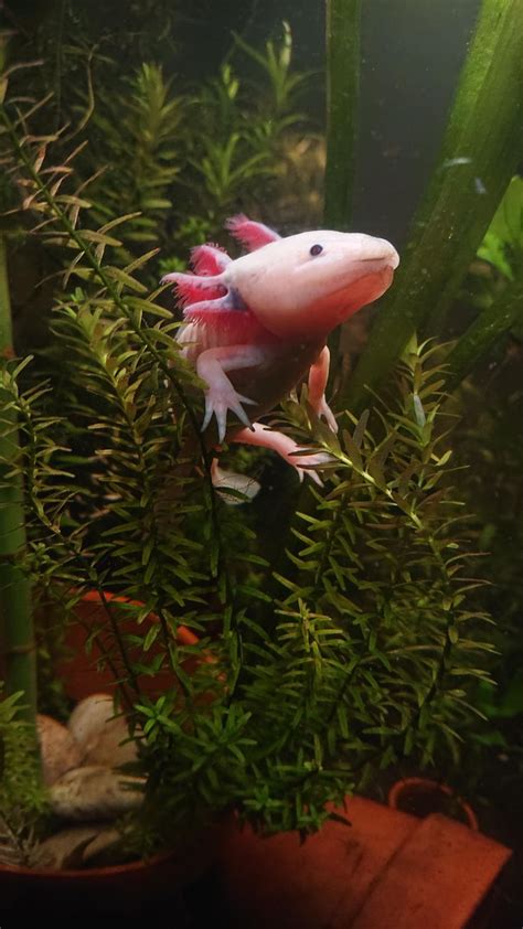 The Firefly Axolotl: A Bright And Colorful Amphibian – MudFooted