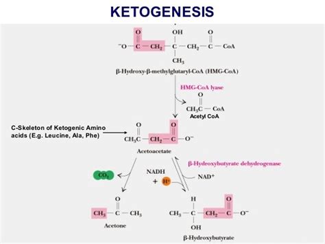 Metabolism of ketone bodies