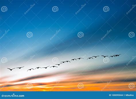 Autumn or Spring Migration of Birds Stock Photo - Image of flying ...