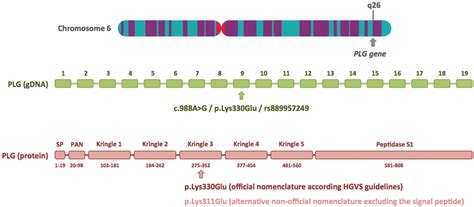 | Plasminogen gene structure and location of the c.988A>G/p.Lys330Glu... | Download Scientific ...