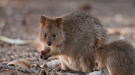 Quokka | San Diego Zoo Animals & Plants