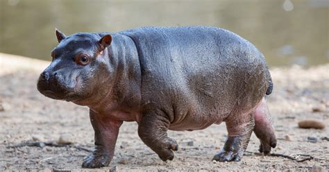 Newly named hippo baby - Kendi | Taronga Conservation Society Australia