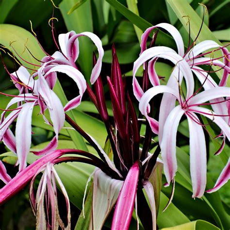 Crinum Lily — Williams Magical Garden Center and Landscape