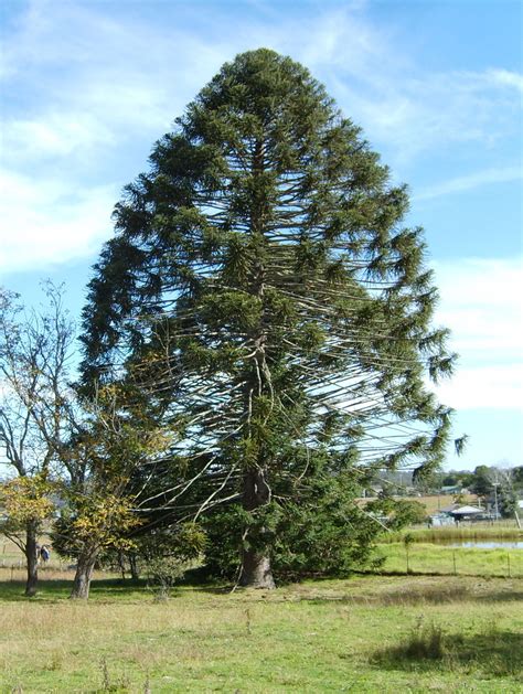 Araucaria bidwillii, the bunya pine, is a large evergreen coniferous ...