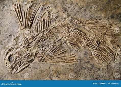 Latimeria fish fossil stock photo. Image of organism - 151389984