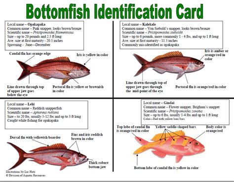 Bottom Fish Guide - Hawaii Bottom Fishing Charter Boat