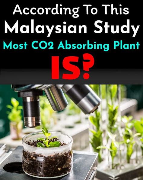 According To This Malaysian Study, Most CO2 Absorbing Indoor Plant Is ...