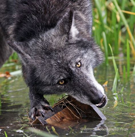 Nature Photography by Dave Roach: Northwestern Wolf (Canis lupus occidentalis) 11