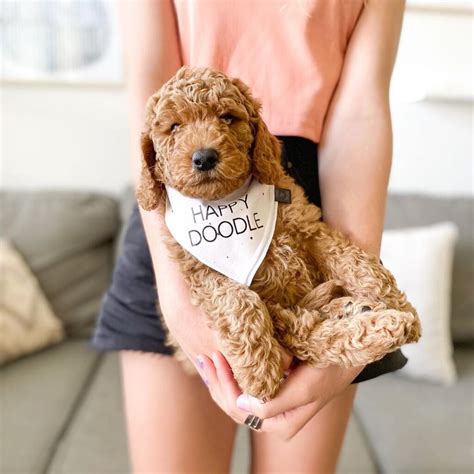 9 Best Goldendoodle Breeders in California!