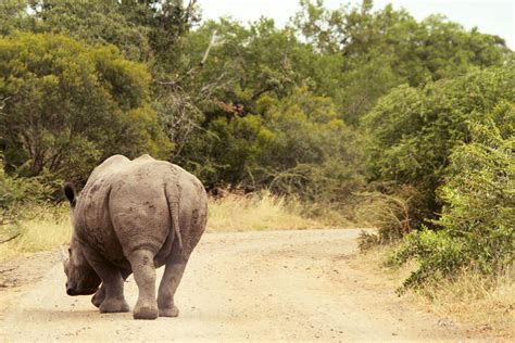 New research: Tracking technology uses rhinos' unique feet to fight ...