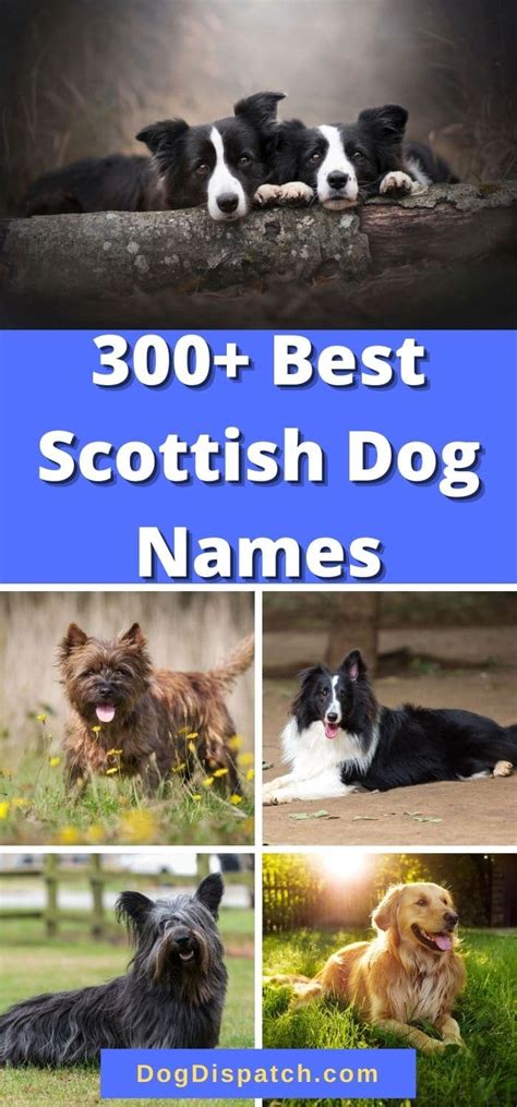 300+ Best Scottish Dog Names (2022 Updated) - Dog Dispatch