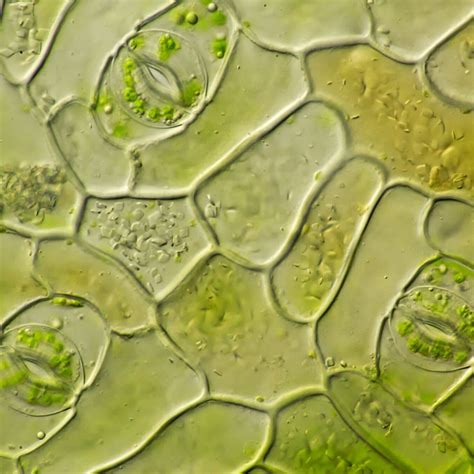 Haven't yet heard about stomata and what this term actually means? Stomata is a vital part and ...