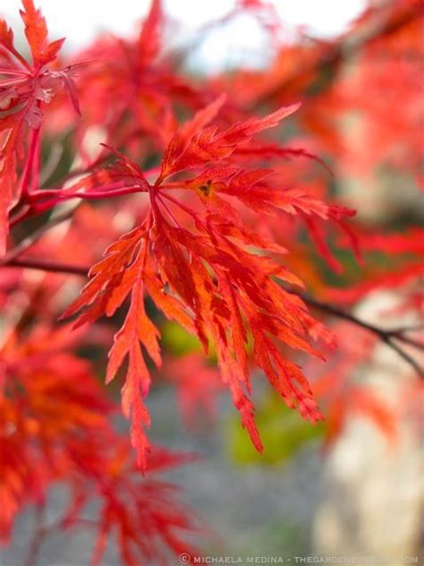 25+ best images about Japanese Maple Fall Color on Pinterest | Pictures ...