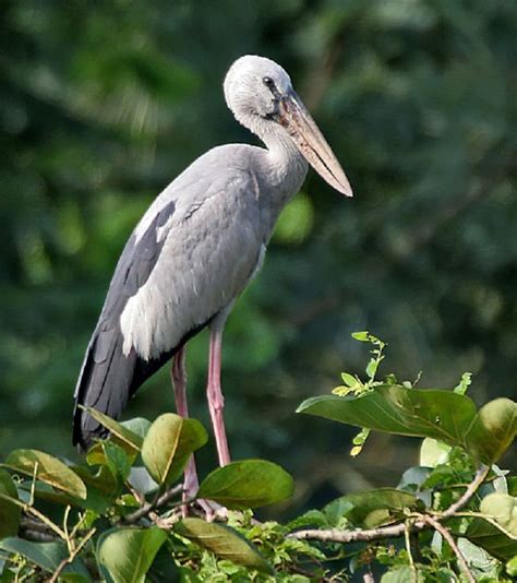 Asian Openbill storks ( Anastomus oscitans) | Stork, Birds, Animals