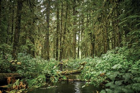 The Tongass National Forest is a Wilderness on the Chopping Block